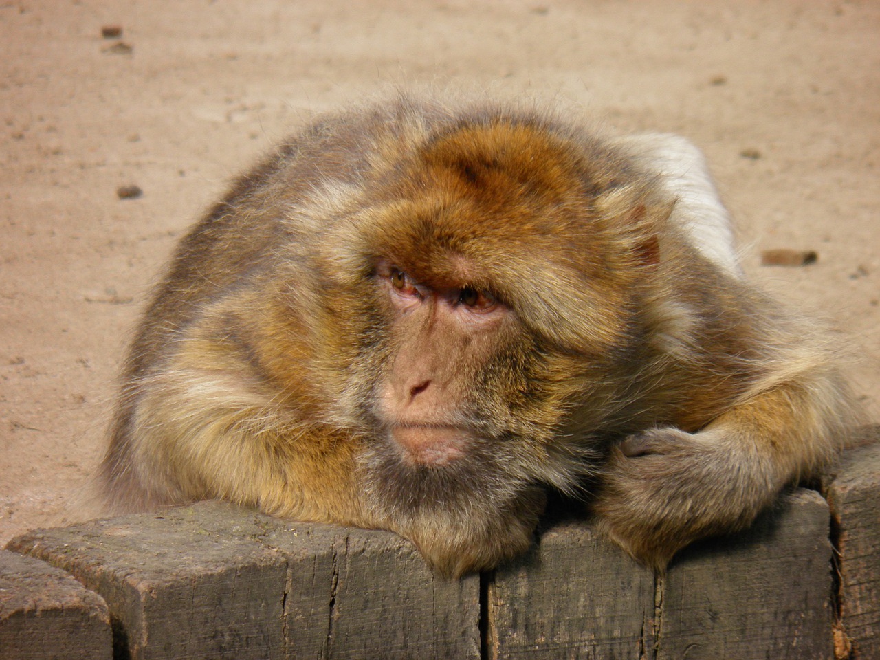 Beždžionė, Gyvūnai, Prague Zoo, Nemokamos Nuotraukos,  Nemokama Licenzija