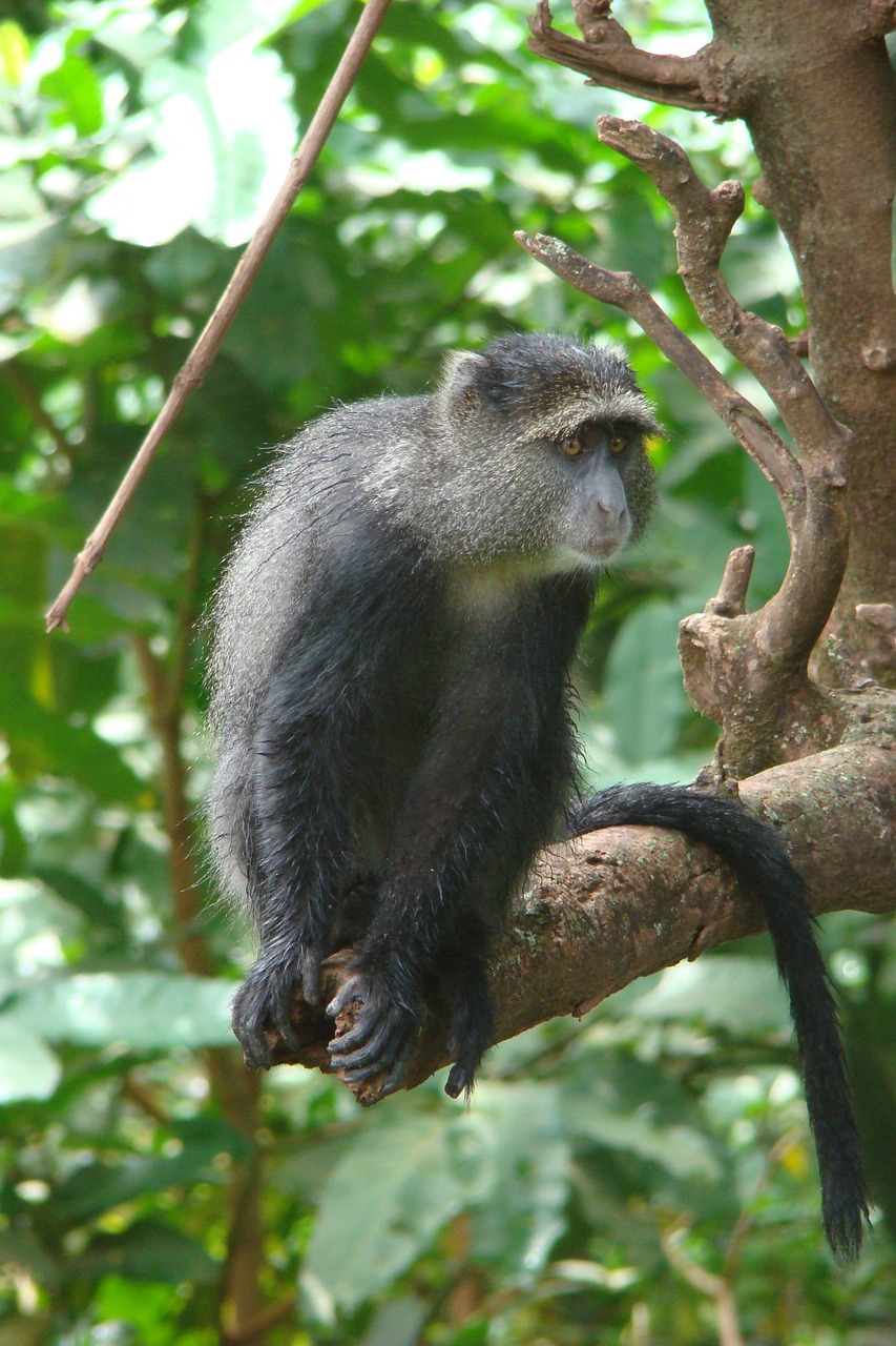 Beždžionė, Tanzanija, Gyvūnas, Nacionalinis Parkas, Laukiniai, Gyvūnų Pasaulis, Laukinė Gamta, Gyvūnų Portretas, Laukinių Gyvūnų Rezervas, Afrika