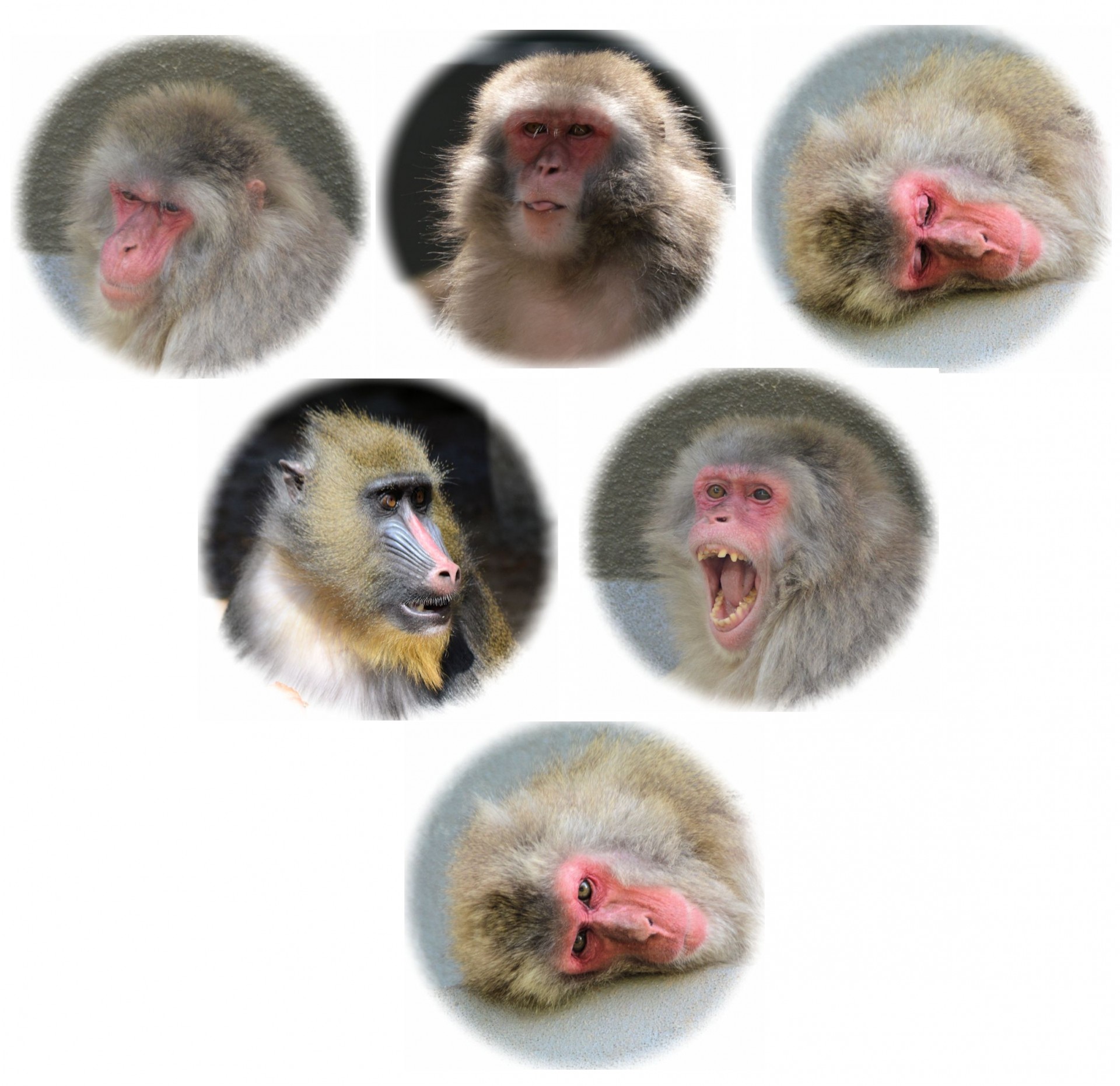 Portretai,  Beždžionė,  Veidai,  Beždžionės,  Beždžionių Veidai, Nemokamos Nuotraukos,  Nemokama Licenzija