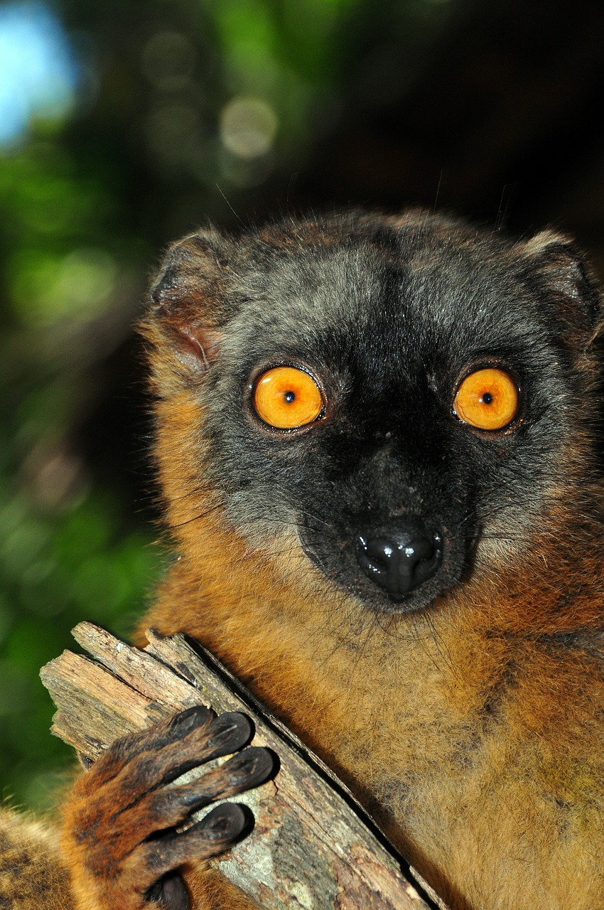 Beždžionių Maki, Lemūrai, Beždžionė, Mayotte, Gyvūnai, Nemokamos Nuotraukos,  Nemokama Licenzija