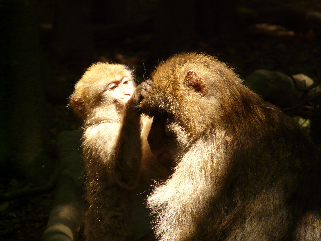 Beždžionių Kalnas, Beždžionė, Salem, Barbary Ape, Gyvūnas, Delouse, Beždžionė, Nemokamos Nuotraukos,  Nemokama Licenzija