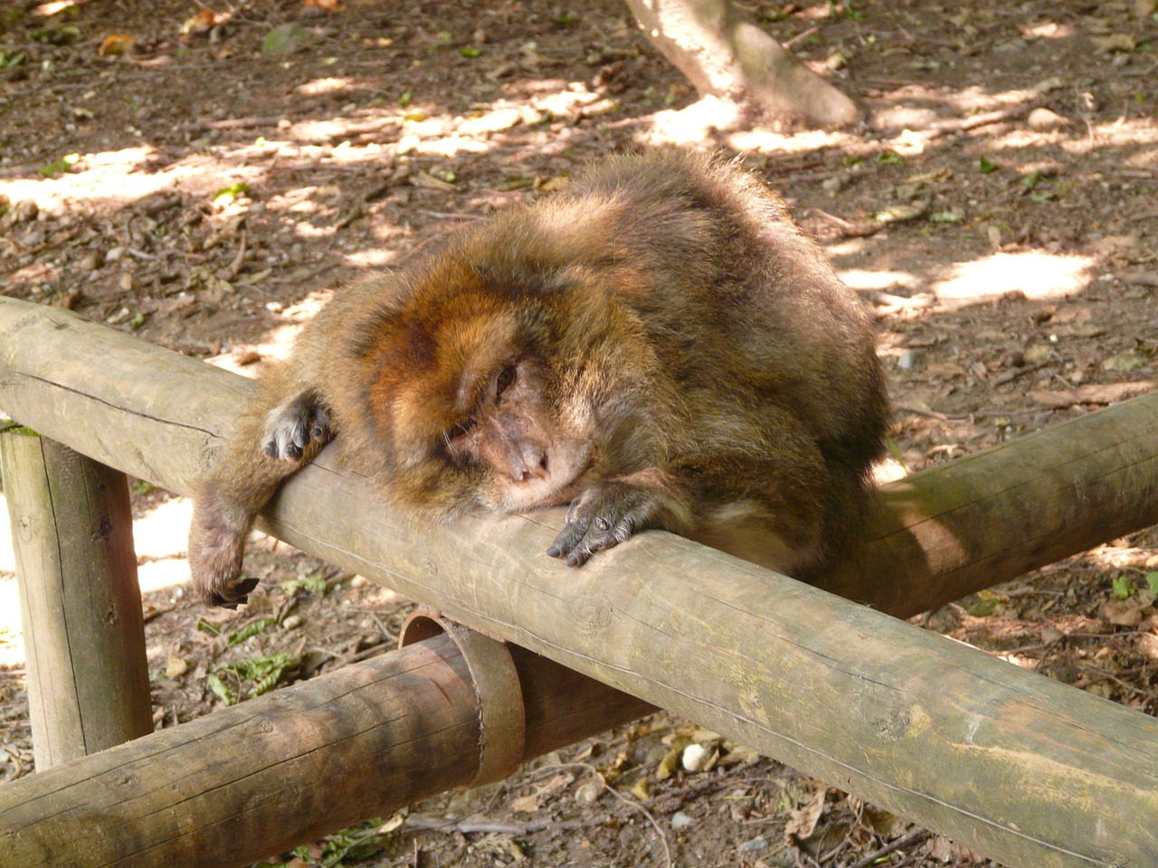 Beždžionių Kalnas, Beždžionė, Salem, Barbary Ape, Gyvūnas, Nemokamos Nuotraukos,  Nemokama Licenzija