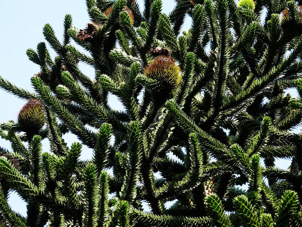 Beždžionių Medis, Žalias, Sėklų Rutuliai, Nemokamos Nuotraukos,  Nemokama Licenzija