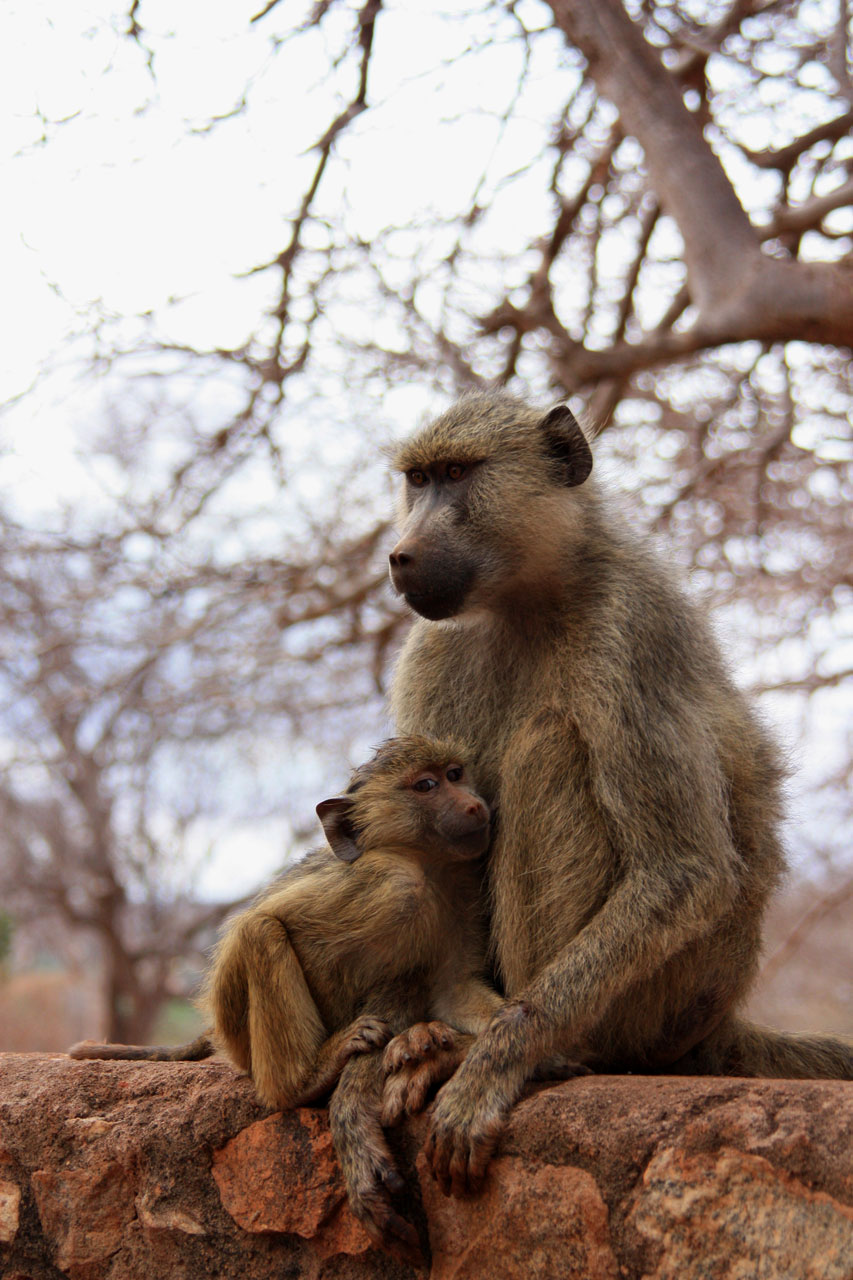 Beždžionė,  Kūdikis,  Gyvūnas,  Šeima,  Laukiniai,  Žinduolis,  Safari,  Afrika,  Kelionė,  Kenya