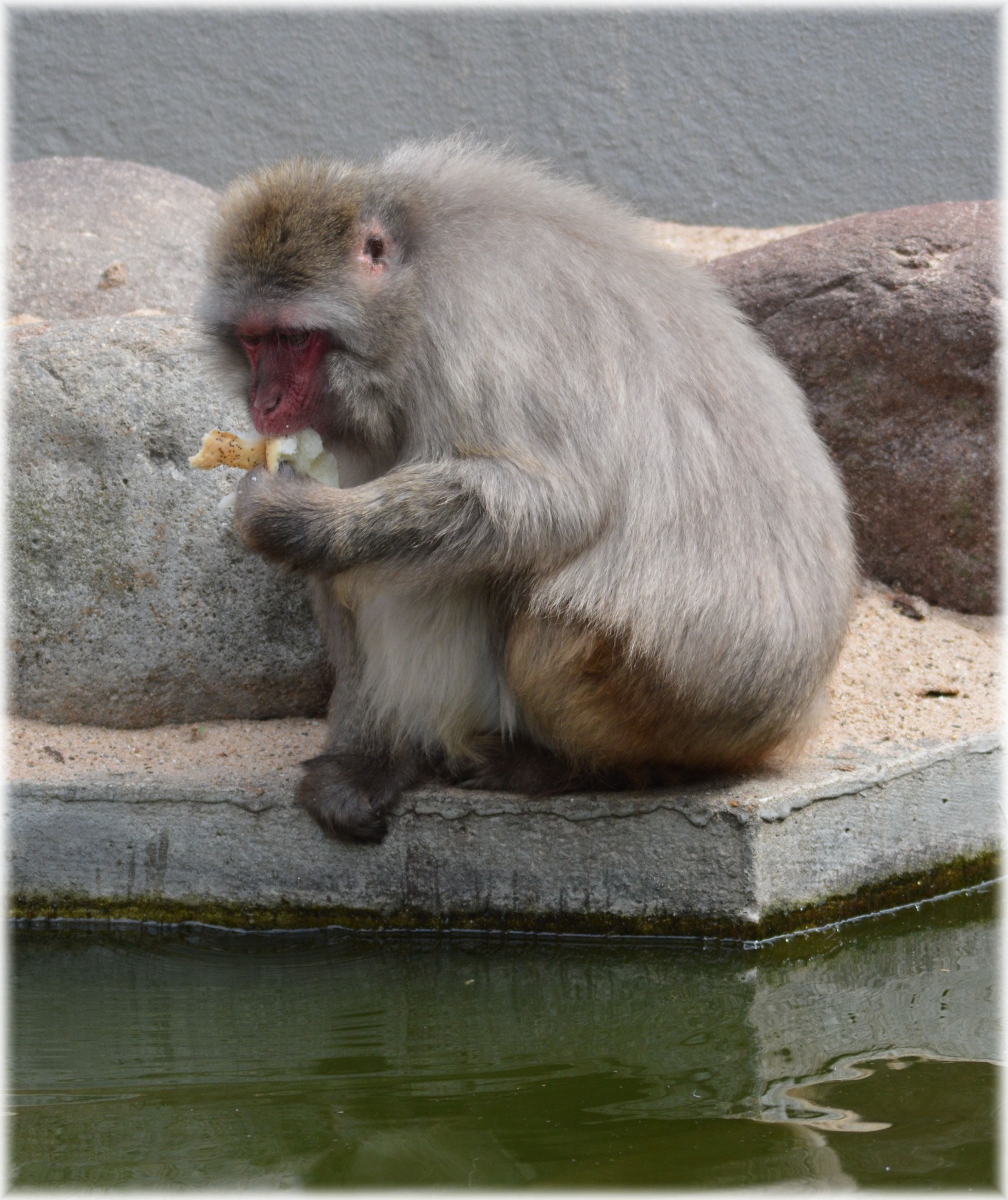 Makakos,  Japonija,  Zoologijos Sodas,  Maistas,  Serijos,  Beždžionė,  Beždžionės,  Holland,  Amsterdamas,  Gyvūnas