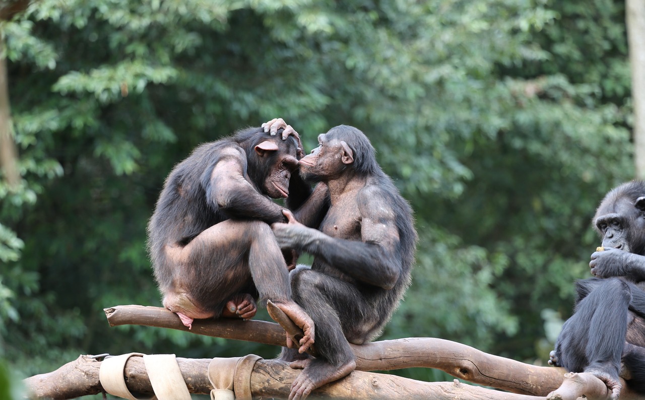Beždžionės, Šimpanzės, Laukiniai Gyvūnai, Grupė, Šeima, Meilė, Nemokamos Nuotraukos,  Nemokama Licenzija