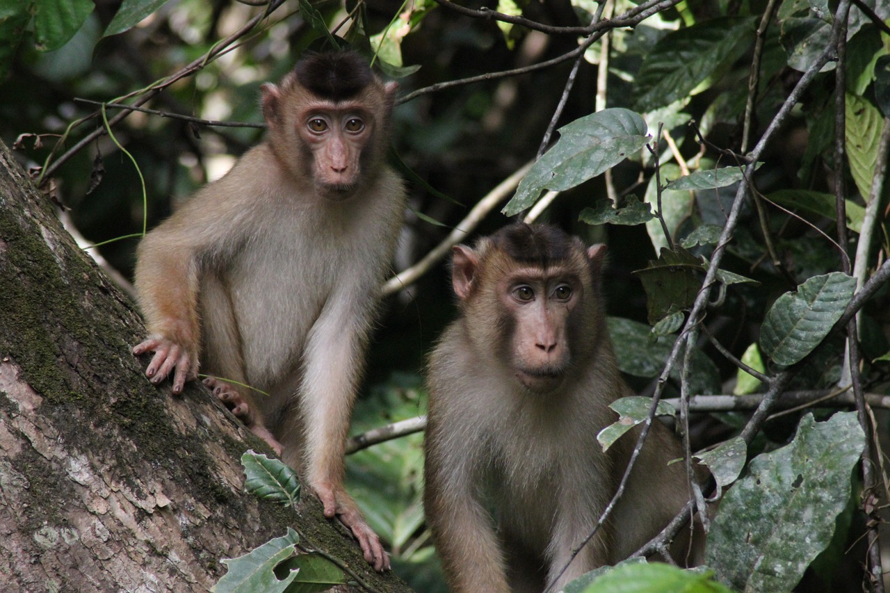 Beždžionės, Borneo, Laukinė Gamta, Malaizija, Laukiniai, Primatas, Džiunglės, Gyvūnas, Sabah, Atogrąžų Miškai