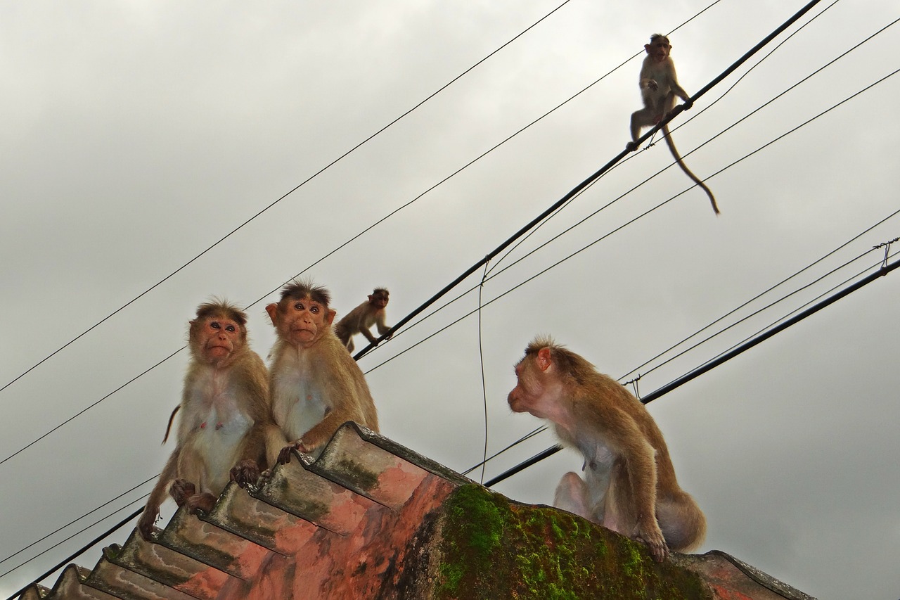 Beždžionės, Virvių Vaikščiojimas, Gyvūnas, Vakarų Gatas, Variklio Dangčio Makakos, Indija, Laukinė Gamta, Laukiniai, Zoologija, Žinduolis