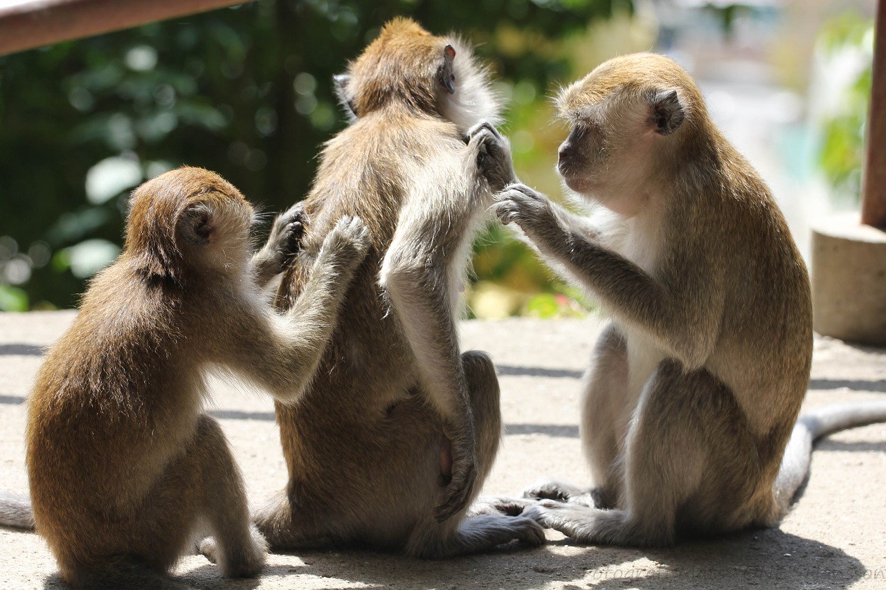 Beždžionės, 3, Niežulys, Ruda, Nemokamos Nuotraukos,  Nemokama Licenzija