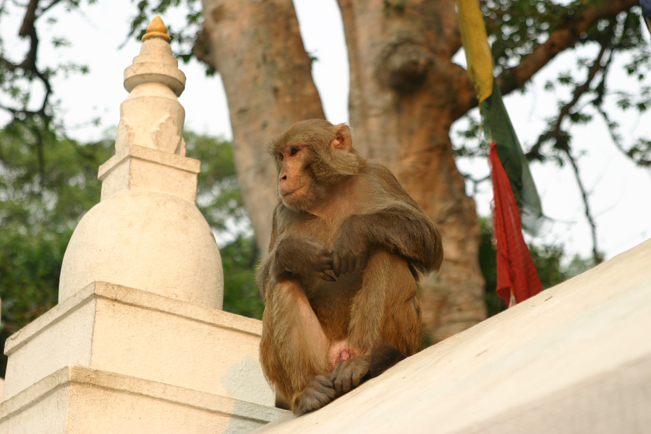 Beždžionės, Katmandu, Šventykla, Nepalas, Nemokamos Nuotraukos,  Nemokama Licenzija