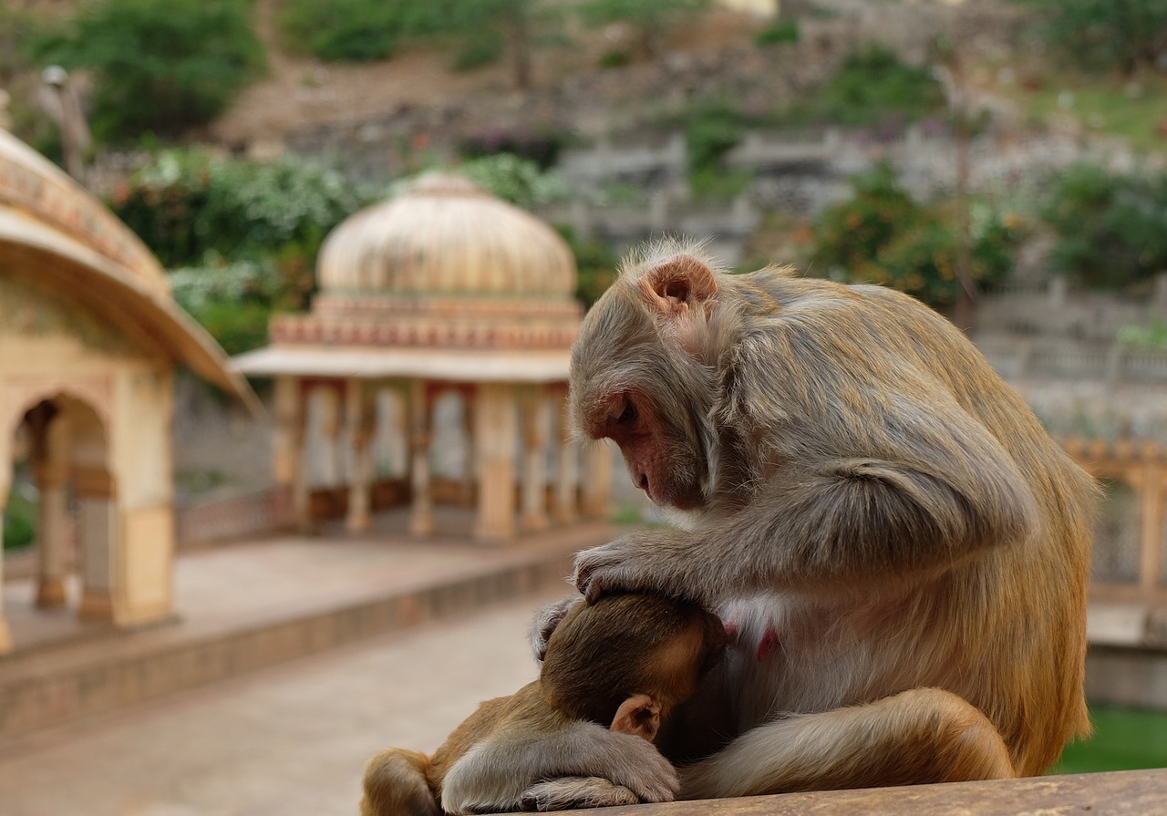 Beždžionės, Šventykla, Indija, Nemokamos Nuotraukos,  Nemokama Licenzija