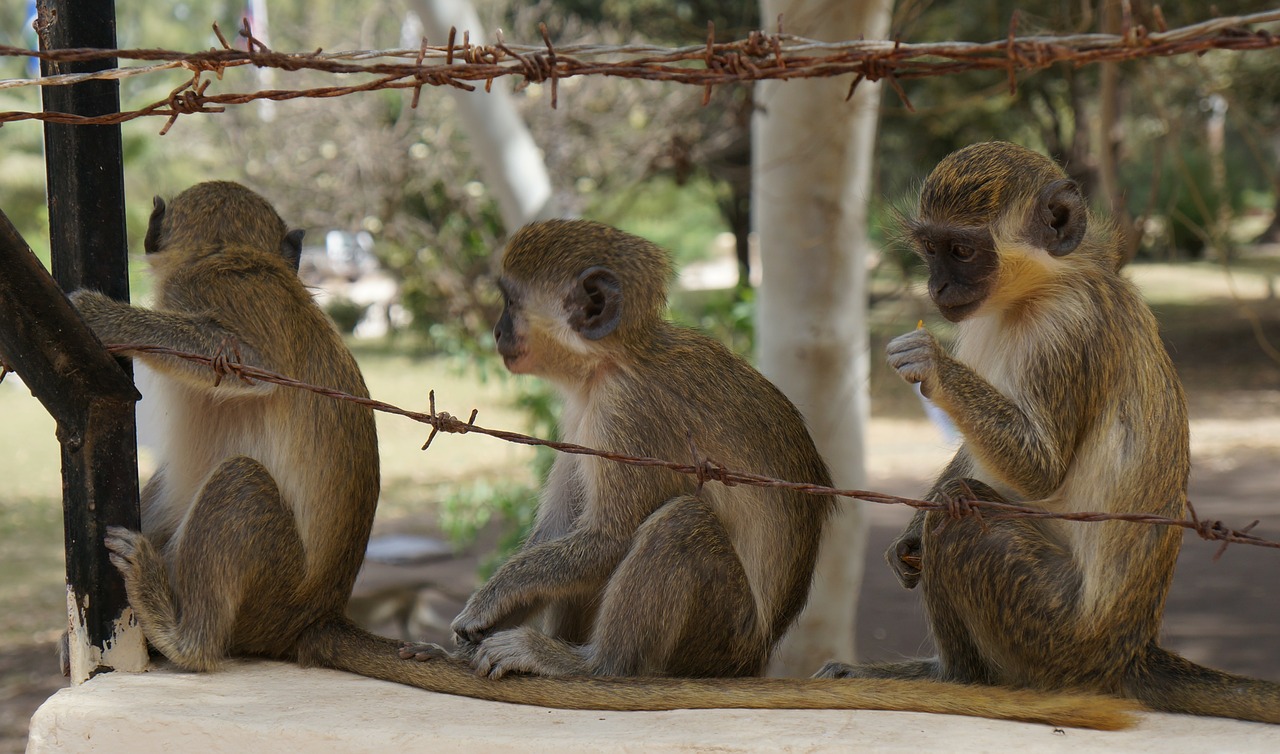 Beždžionės, Afrika, Fotografija, Vaikiška Beždžionė, Gyvūnas, Laukinė Gamta, Laukiniai, Zoologija, Žinduolis, Rūšis