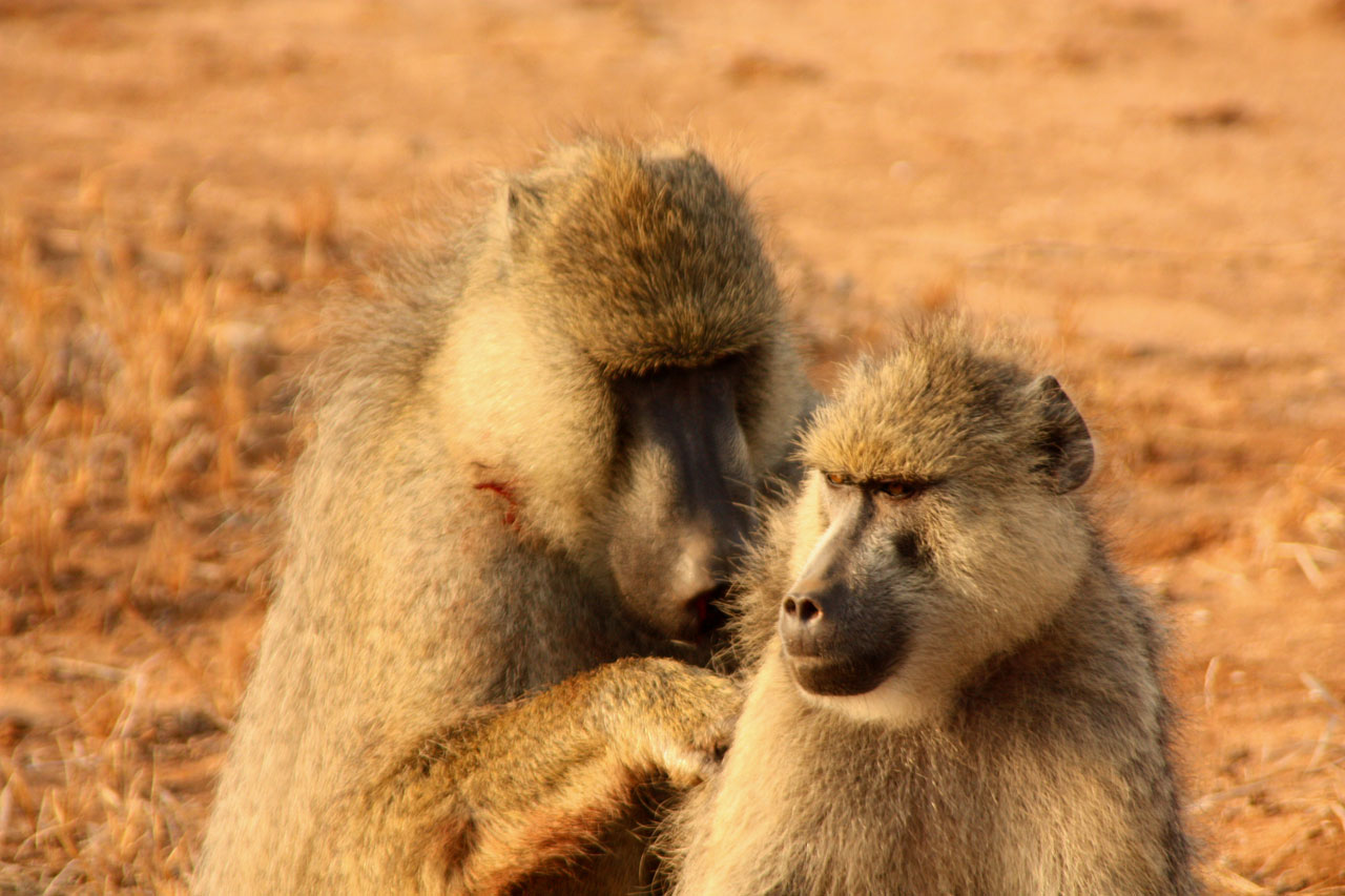 Beždžionės,  Pora,  Gyvūnas,  Šeima,  Laukiniai,  Žinduolis,  Safari,  Afrika,  Kelionė,  Kenya