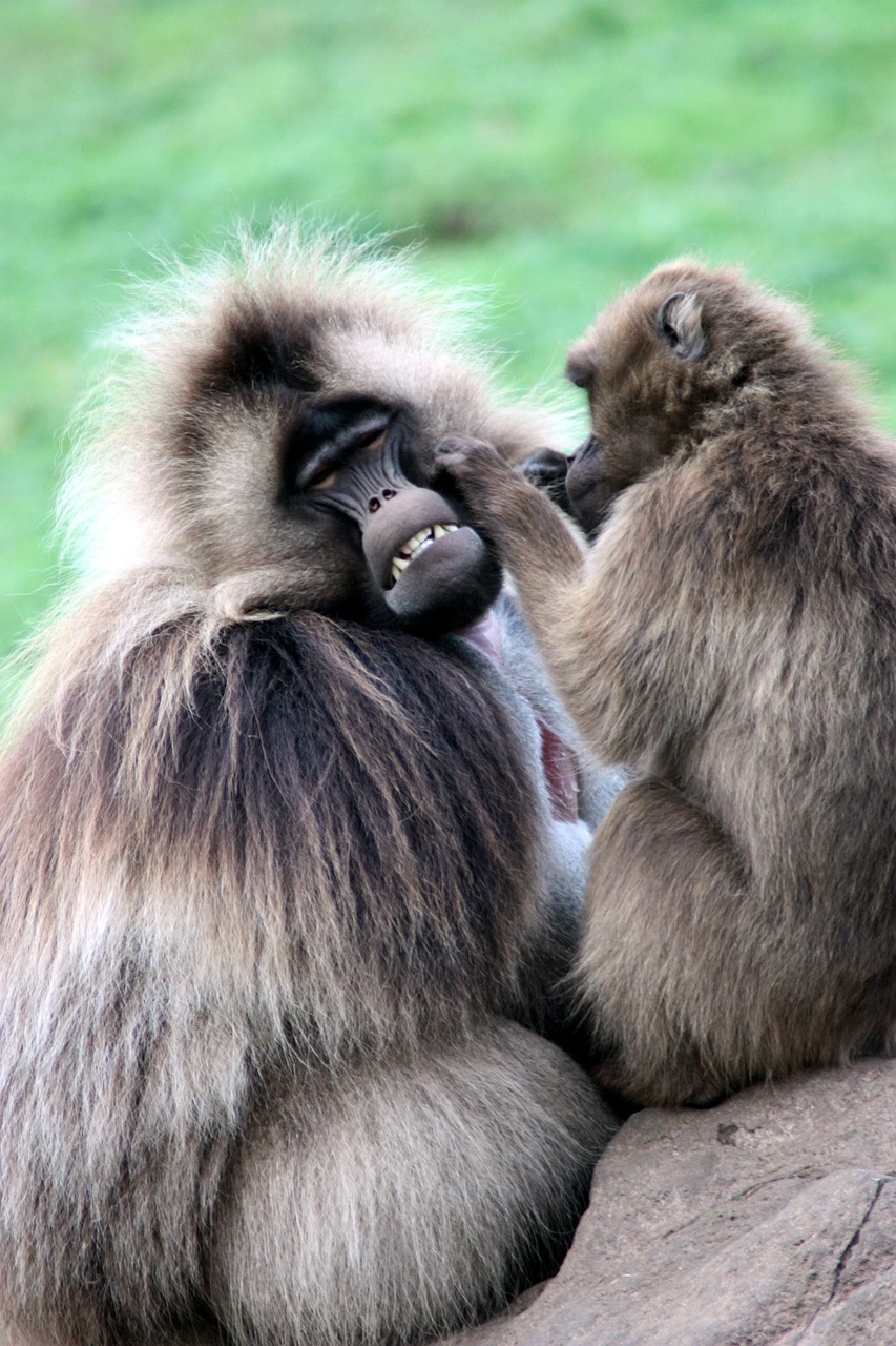 Beždžionės, Ape, Primatas, Grooming, Šimpanzė, Gyvūnas, Miškas, Džiunglės, Medžiai, Zoologijos Sodas