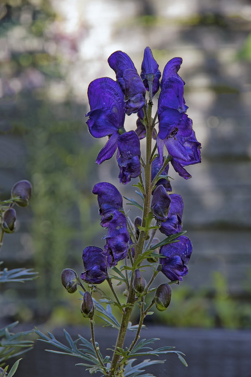 Vienuolynas, Mėlynas, Tamsiai Violetinė, Violetinė, Aconitum Napellus, Akonitas, Hahnenfußgewächs, Ranunculaceae, Moenchskapp, Žvejų Dangtelis