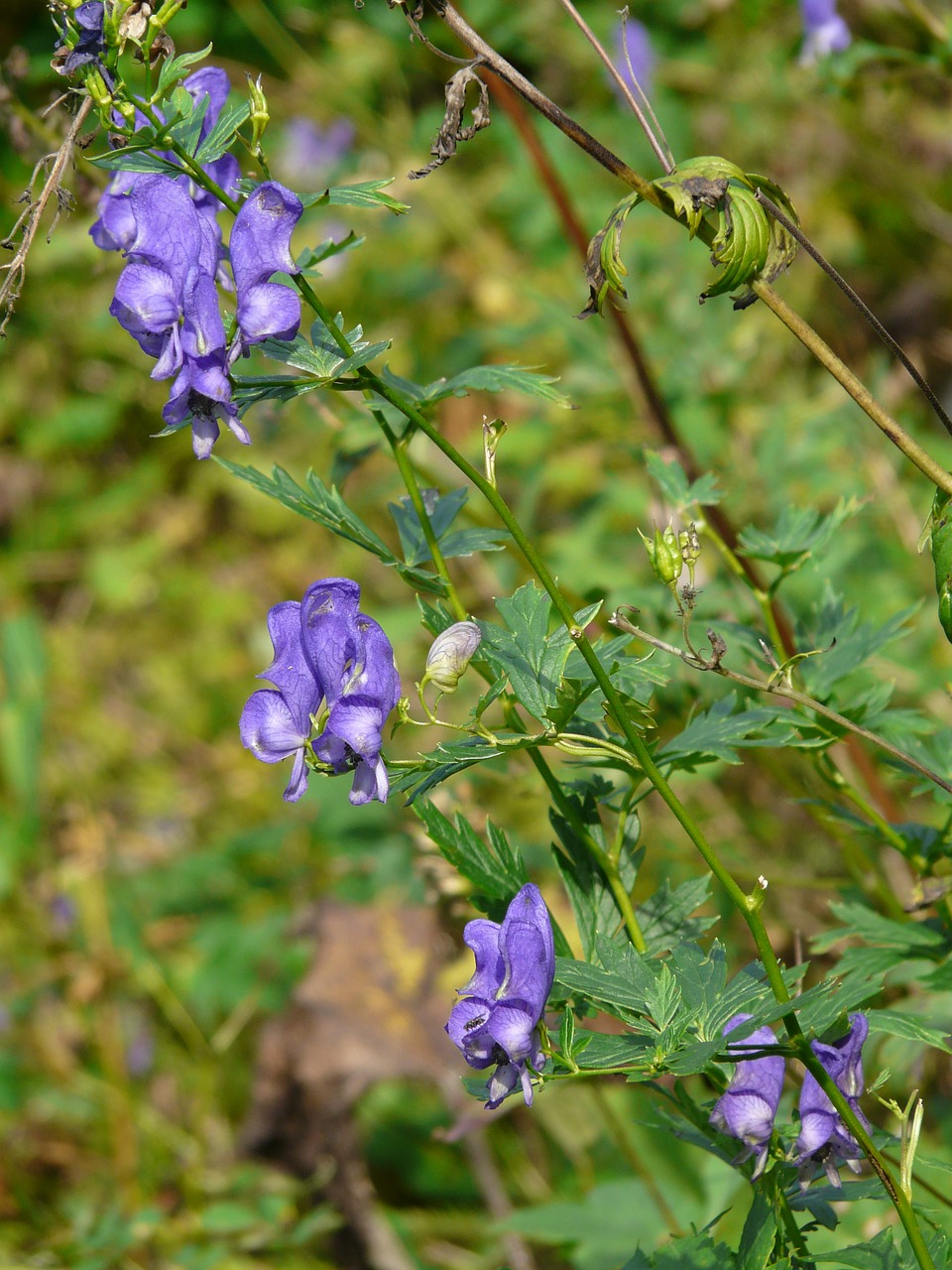 Vienuolynas, Augalas, Nuodingas Augalas, Žiedas, Žydėti, Mėlynas, Gėlė, Aconitum Napellus, Violetinė, Alpių Gėlė