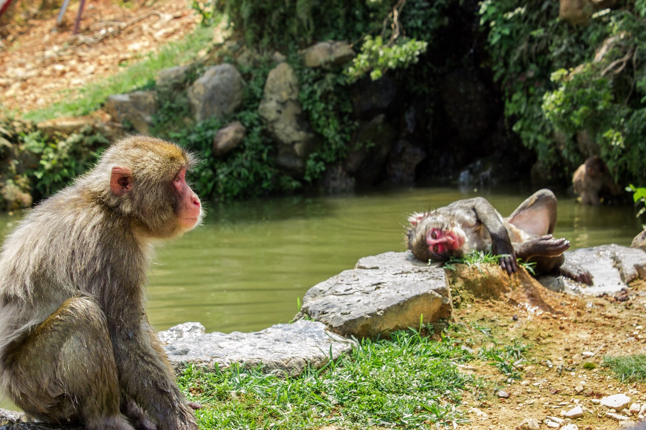 Mono, Ape, Japonija, Ežeras, Macaco, Primatas, Nemokamos Nuotraukos,  Nemokama Licenzija