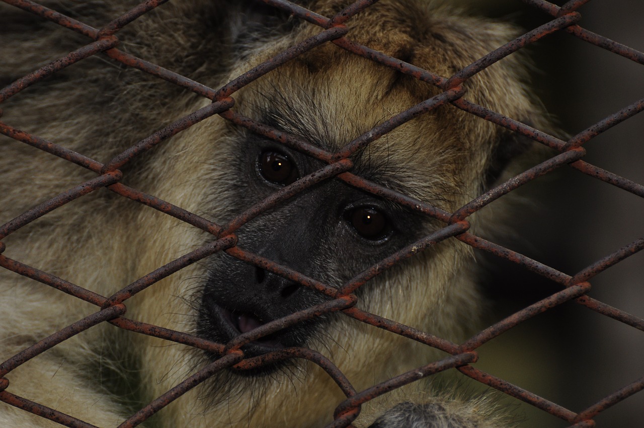 Mono, Gamta, Macaco, Nemokamos Nuotraukos,  Nemokama Licenzija