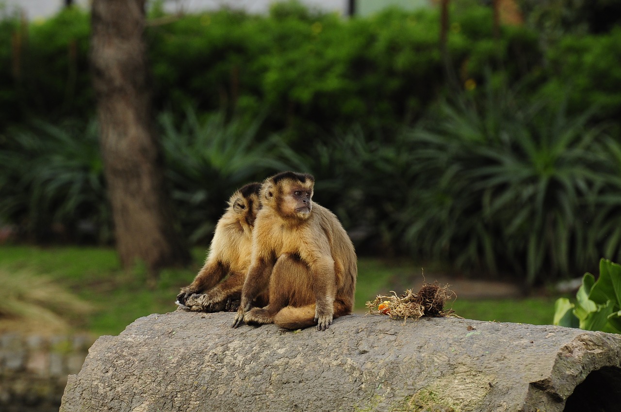 Mono, Gamta, Fauna, Nemokamos Nuotraukos,  Nemokama Licenzija