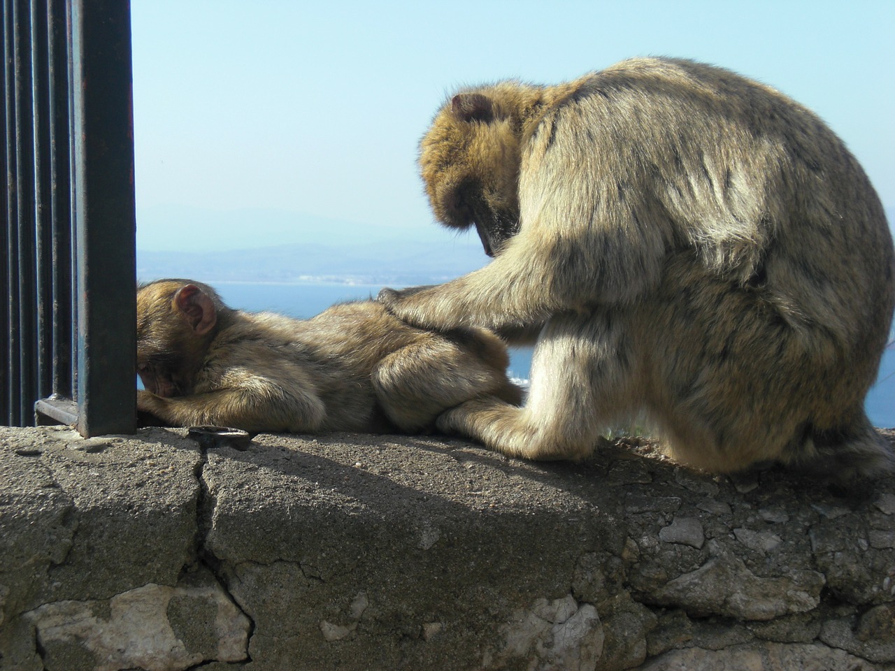 Mono, Gibraltaras, Beždžionių Šeima, Nemokamos Nuotraukos,  Nemokama Licenzija