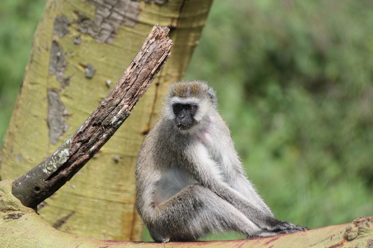 Mono, Gyvūnas, Gamta, Fauna, Žinduoliai, Nemokamos Nuotraukos,  Nemokama Licenzija