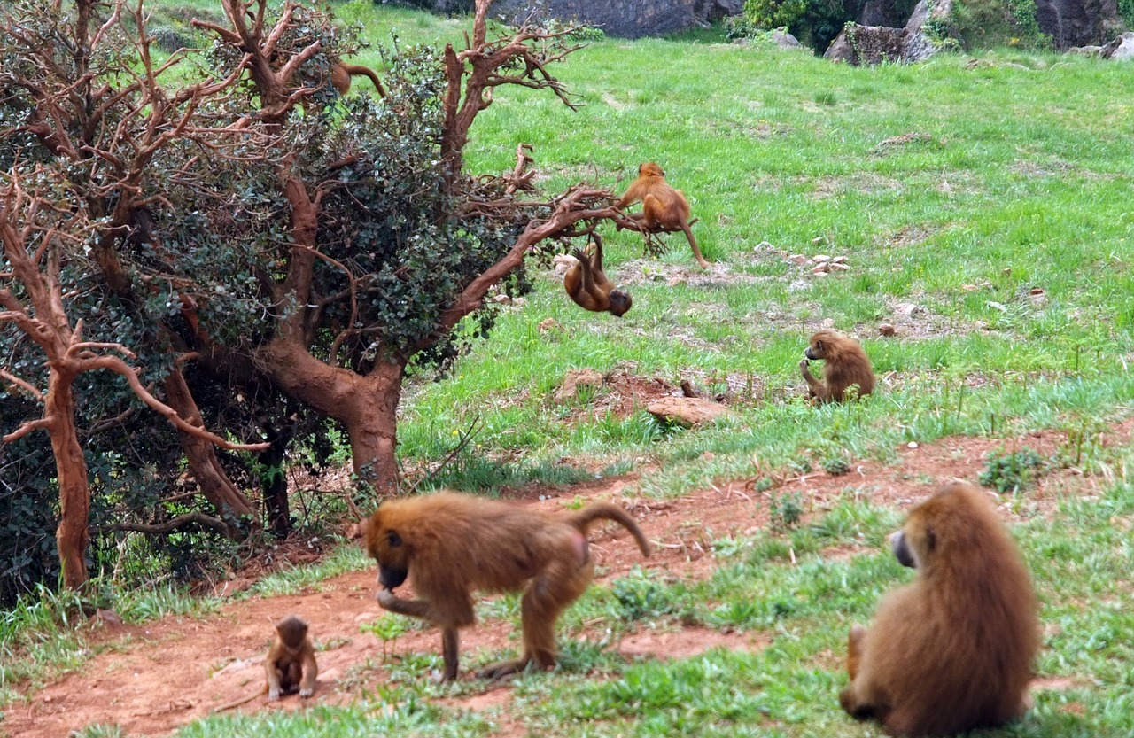 Mono,  Ape,  Macaco,  Afrika,  Gamta,  Gyvūnai, Nemokamos Nuotraukos,  Nemokama Licenzija