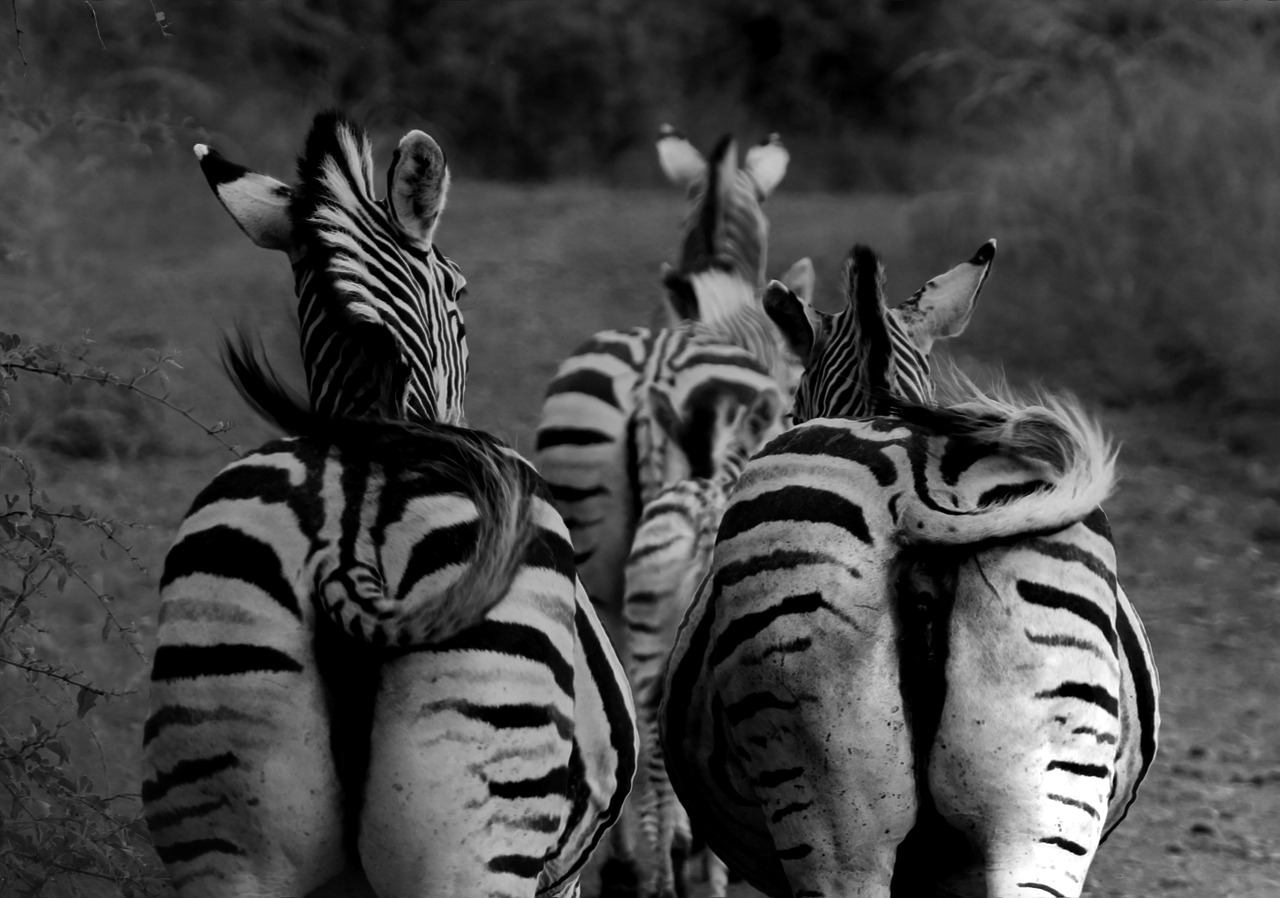 Vienspalvis, Zebra, Zebras Sėdmenis, Nemokamos Nuotraukos,  Nemokama Licenzija