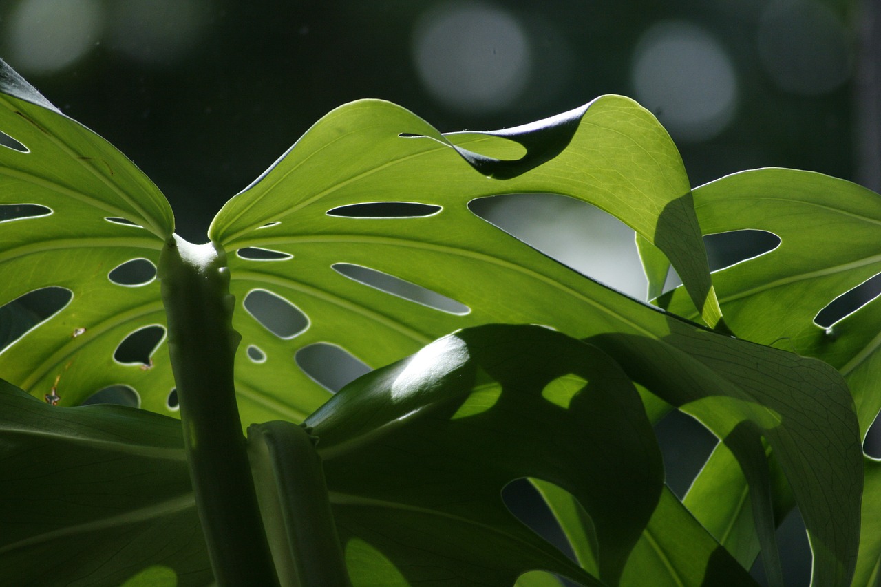 Monstera, Lapai, Gamta, Žalias, Šviesa, Augalas, Ekologiškas, Augimas, Vasara, Šviežias