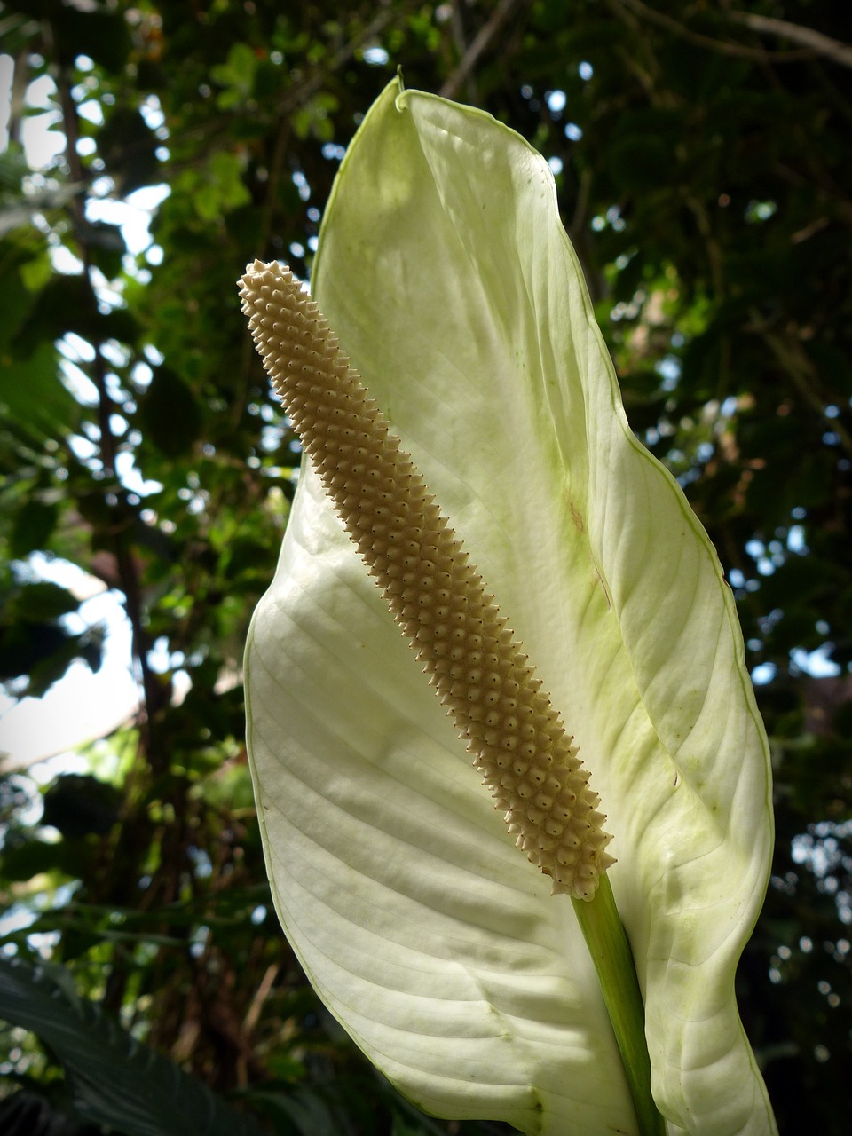 Monstera Deliciosa, Augalas, Žiedas, Žydėti, Balta, Gėlės, Gamta, Nemokamos Nuotraukos,  Nemokama Licenzija