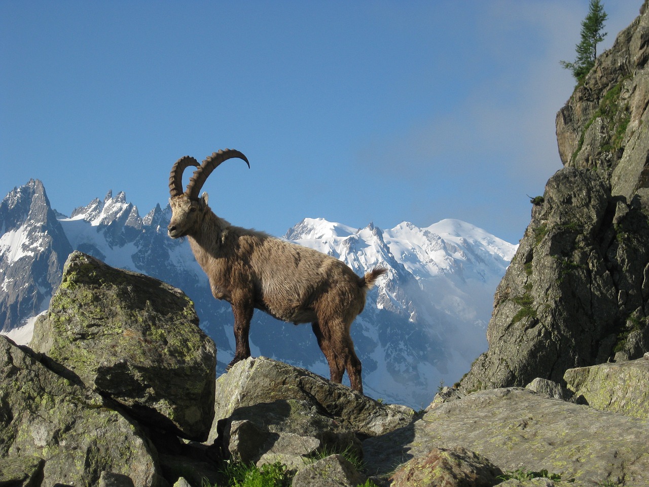 Mont Blanc, Ibex, Gamta, Chamonix, Argentiere, Kalnas, Alpės, Nemokamos Nuotraukos,  Nemokama Licenzija