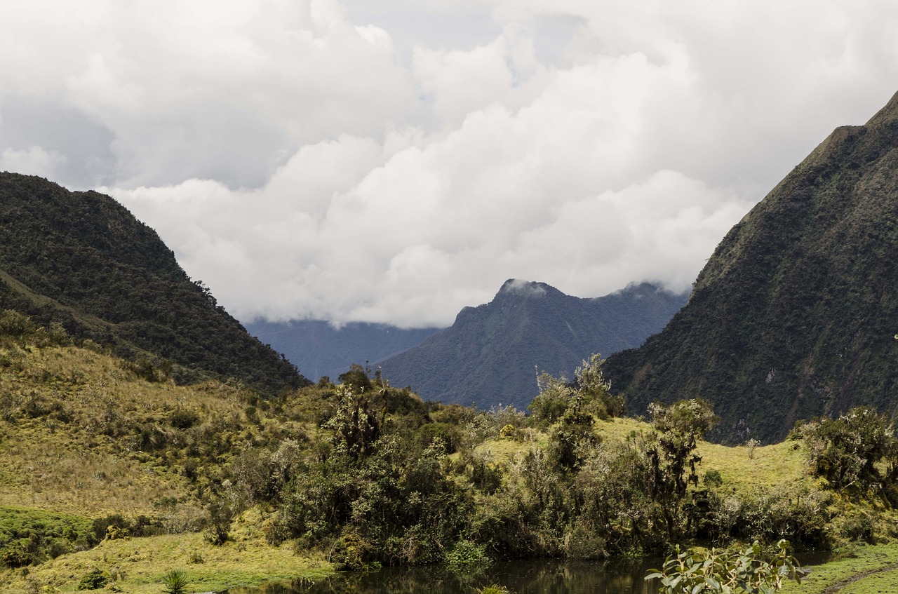 Montane Miškas, Perujos Biologinė Įvairovė, Peru Amazonės Biologinė Įvairovė, Nemokamos Nuotraukos,  Nemokama Licenzija