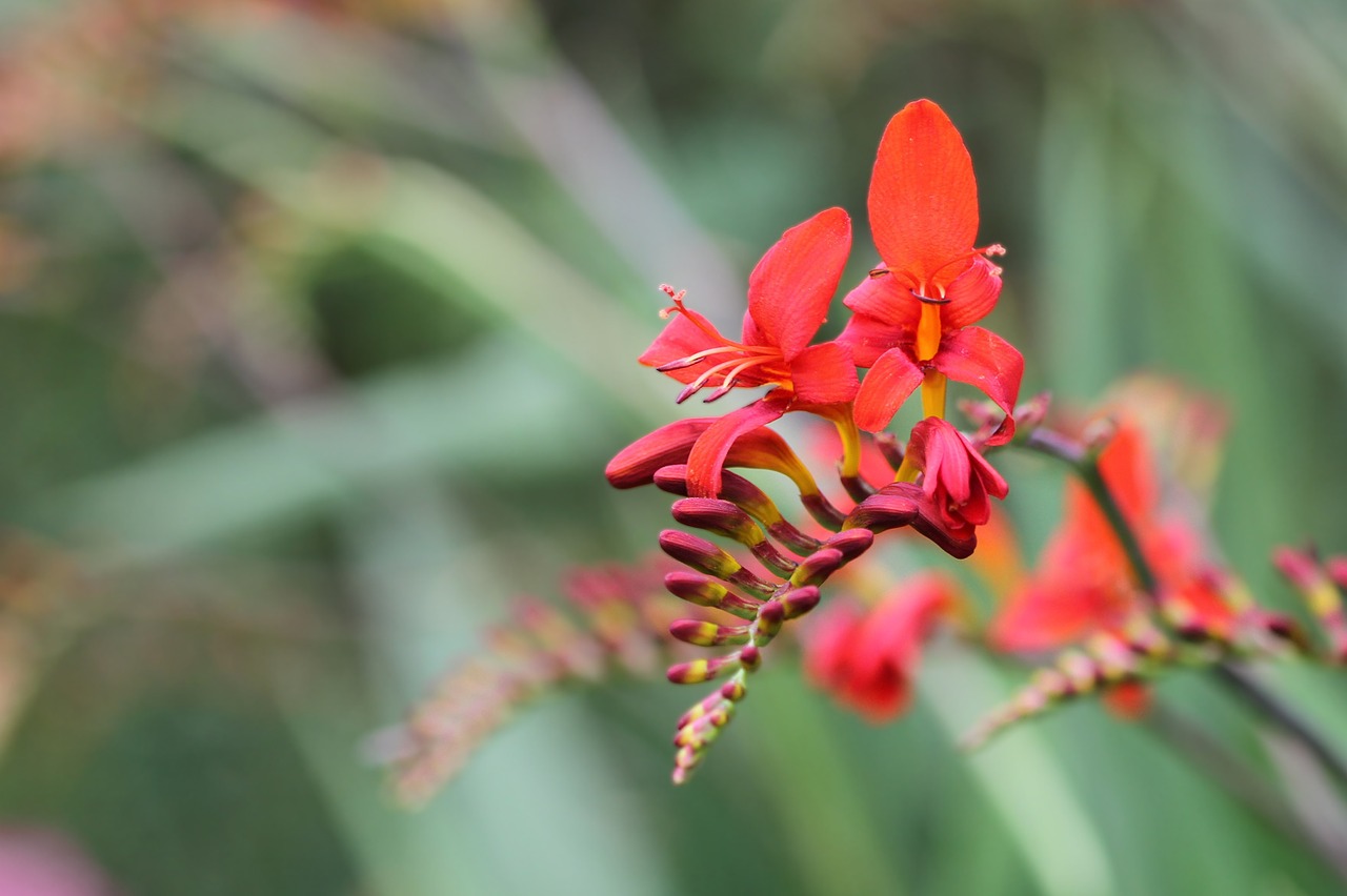 Montbretia, Sodo Montbretia, Crocosmia × Crocosmiiflora, Schwertliliengewaechs, Žiedas, Žydėti, Gėlė, Raudona, Pailgos, Ilgi Stiebai