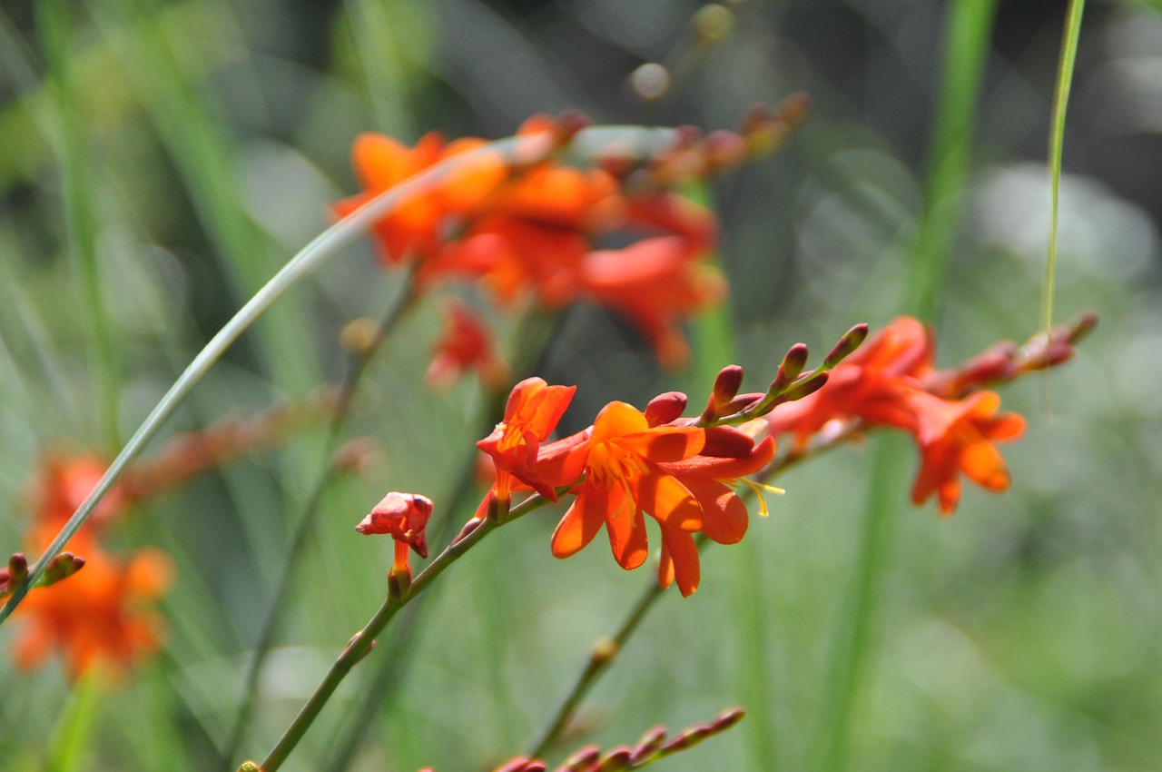 Montbretia, Gėlė, Oranžinė, Daugiamečioji Siena, Žiedas, Žydėti, Nemokamos Nuotraukos,  Nemokama Licenzija