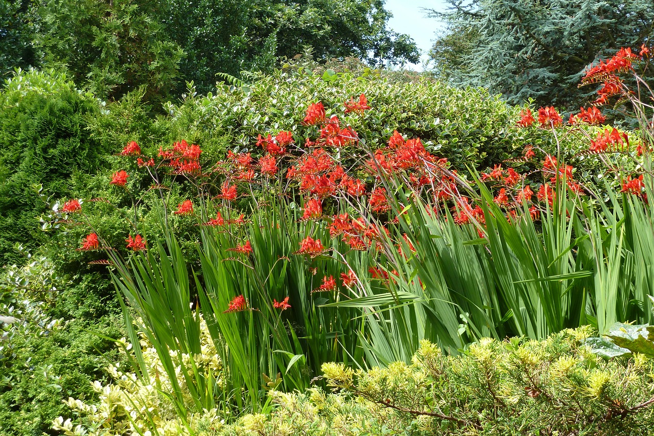 Montbretia,  Gėlė,  Be Honoraro Mokesčio, Nemokamos Nuotraukos,  Nemokama Licenzija