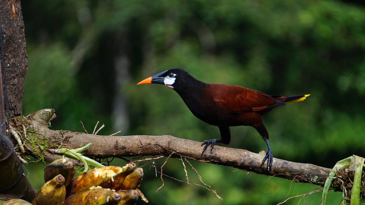 Montezuma Oropendola, Paukštis, Džiunglės, Kosta Rika, Nemokamos Nuotraukos,  Nemokama Licenzija