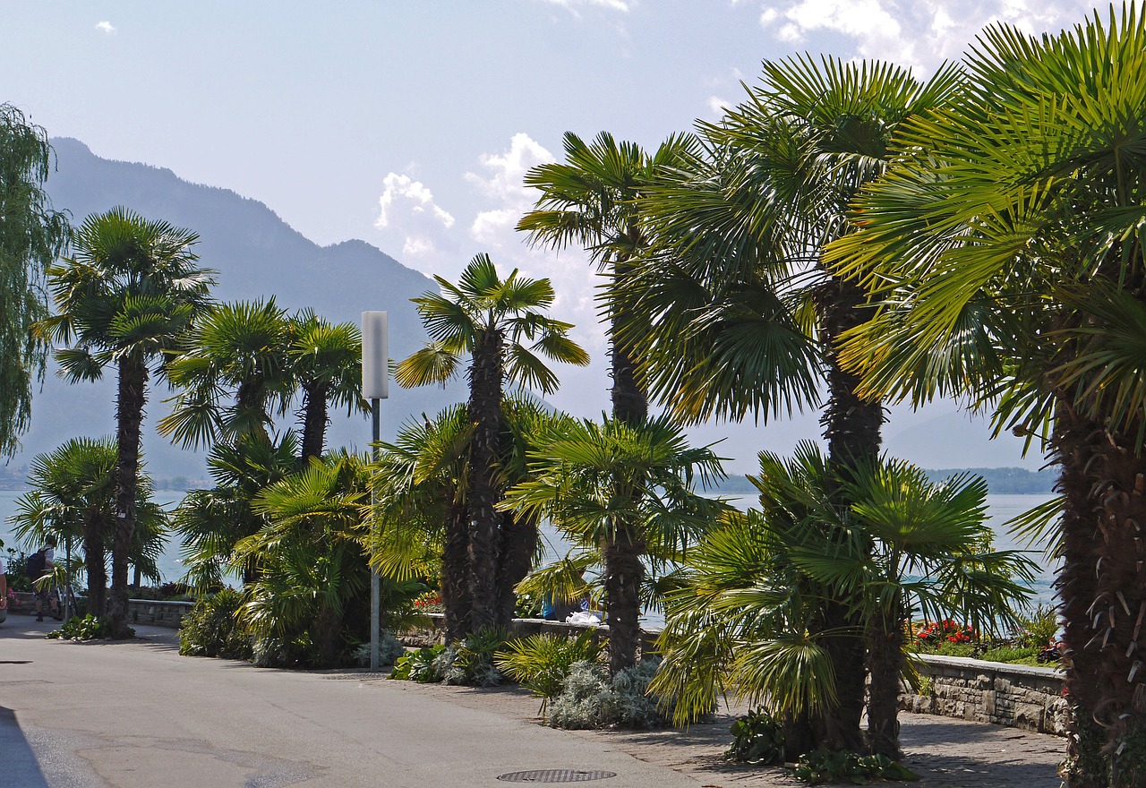 Montreux, Ežero Geneva, Pietryčių Pakrantė, Promenada, Viduržemio Jūros, Palmės, Ronos Slėnis, Lac Léman, Alpių, Šveicarija