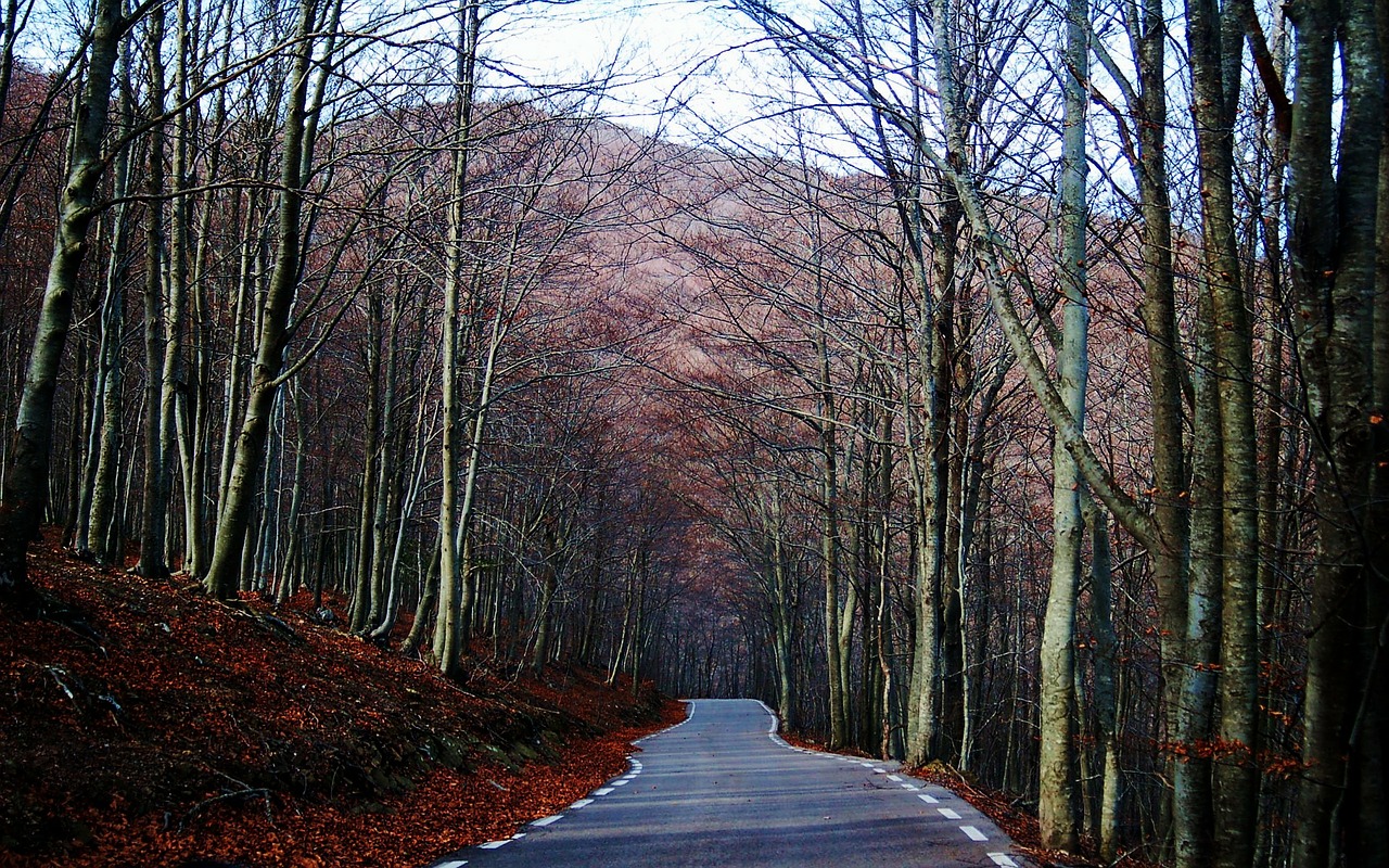 Montseny, Barcelona, Kelias, Miškas, Vadovauti, Automobilis, Transporto Priemonė, Kraštovaizdis, Ruduo, Kalnas