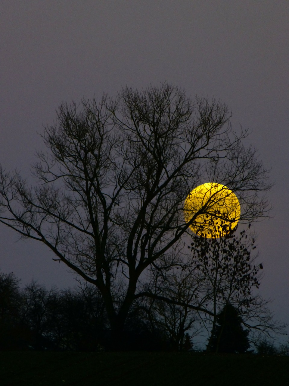 Mėnulis, Pilnatis, Moonrise, Vakaras, Twilight, Mėnulio Šviesa, Medis, Panorama, Geltona, Atmosfera