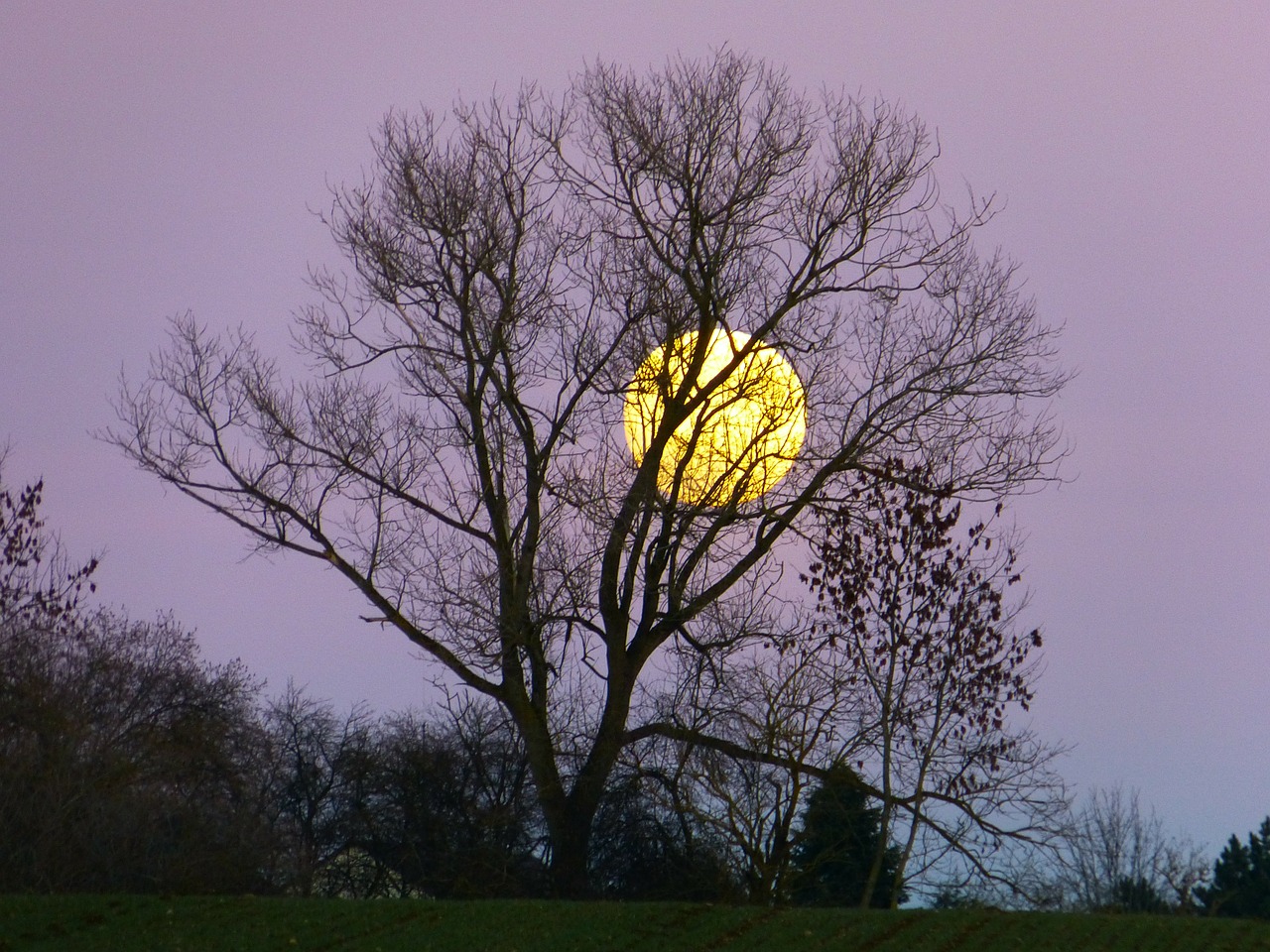 Mėnulis, Pilnatis, Moonrise, Vakaras, Twilight, Mėnulio Šviesa, Medis, Panorama, Geltona, Atmosfera