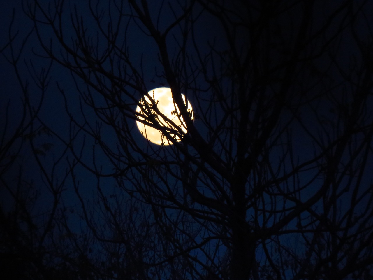 Mėnulis, Moonlit, Mėlynas Dangus, Naktinis Dangus, Mėnulis Ir Medis, Mėnulis Ir Dangus, Gamta, Grožis, Jaudulys Pienelis, Mango Keliautojas