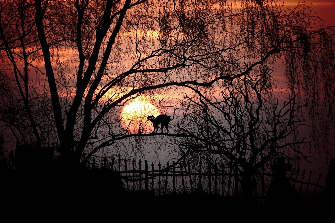 Mėnulis,  Mėnulio Šviesa,  Pilnatis,  Vakaras,  Atmosfera,  Twilight,  Nuotaika,  Moonrise,  Creepy,  Panorama