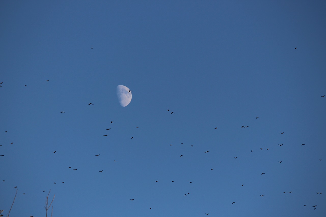 Mėnulis, Paukščiai, Flock, Dangus, Diena, Popietė, Mažėja, Vaškavimas, Migruoti, Migracija