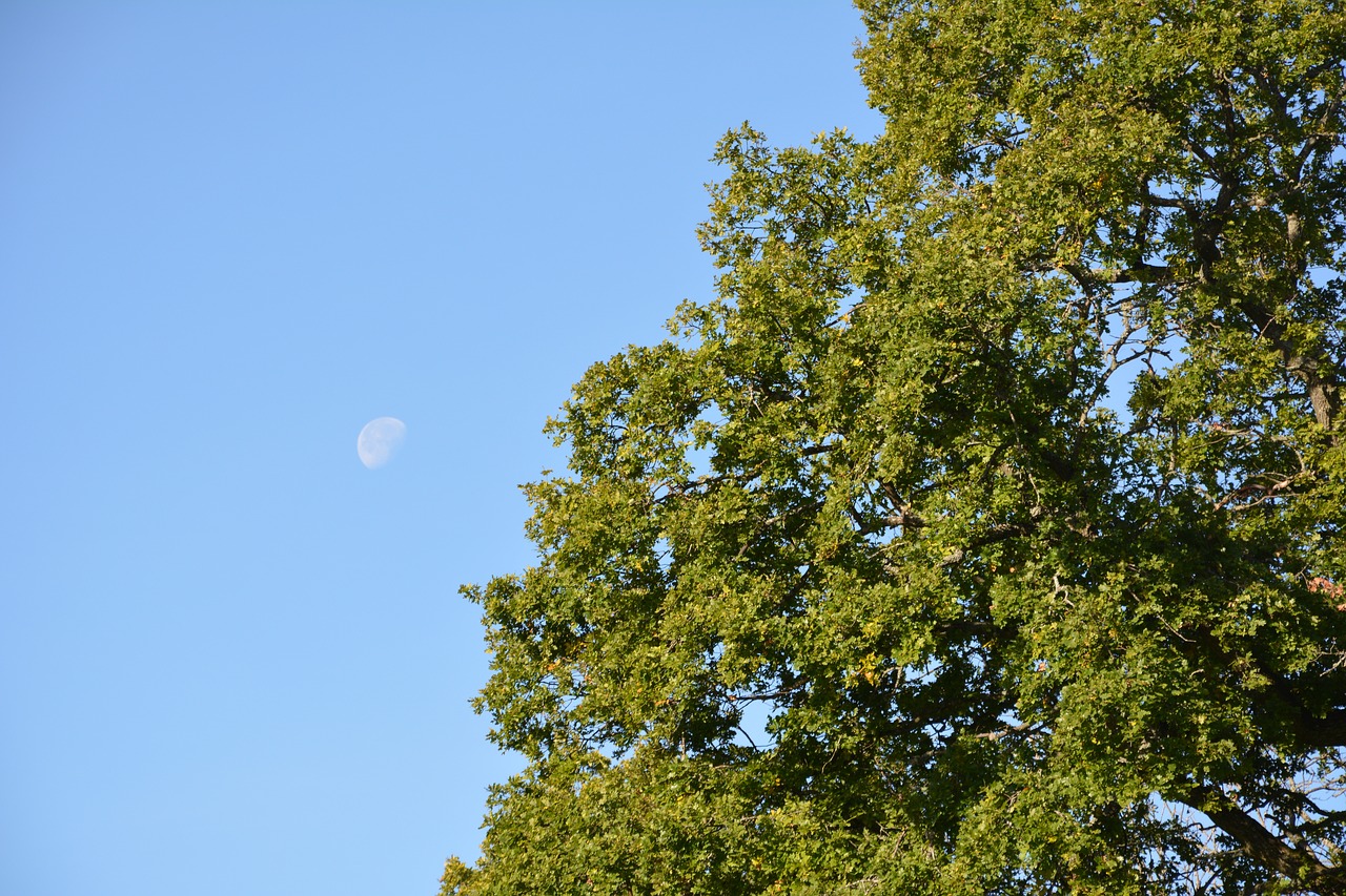 Mėnulis Dieną, Medis, Himmel, Mėnulis, Šiandien, Miškas, Mėlynas Dangus, Lapija, Lauke, Ruduo