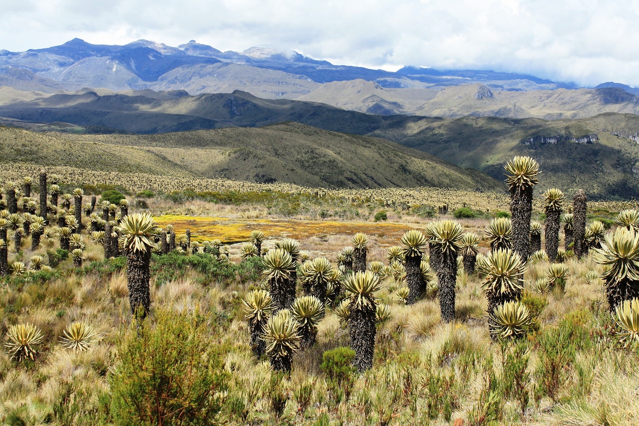 Kiauras, Tolima, Frailejones, Nemokamos Nuotraukos,  Nemokama Licenzija