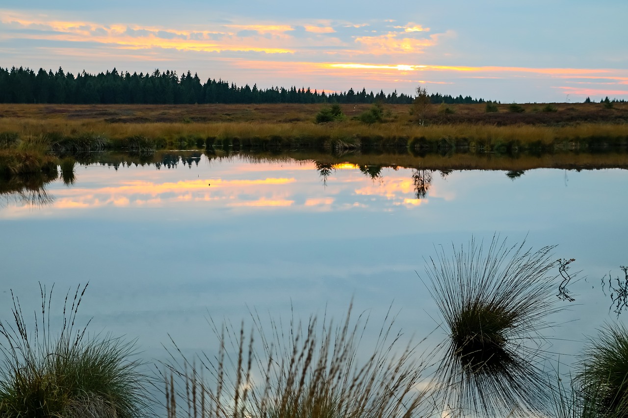 Kiauras, Pelkė, Kraštovaizdis, Gamta, Gamtos Rezervatas, Moorland, Gamtos Apsauga, Pelkė, Veidrodis, Heide