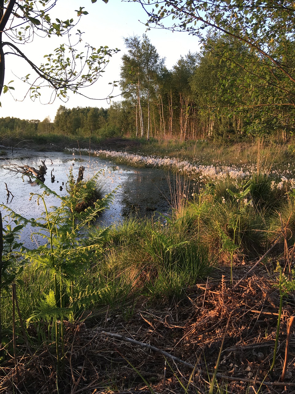 Kiauras, Gamta, Gamtos Rezervatas, Pelkė, Mediena, Moorland, Kraštovaizdis, Pelkės, Vanduo, Nuotaika