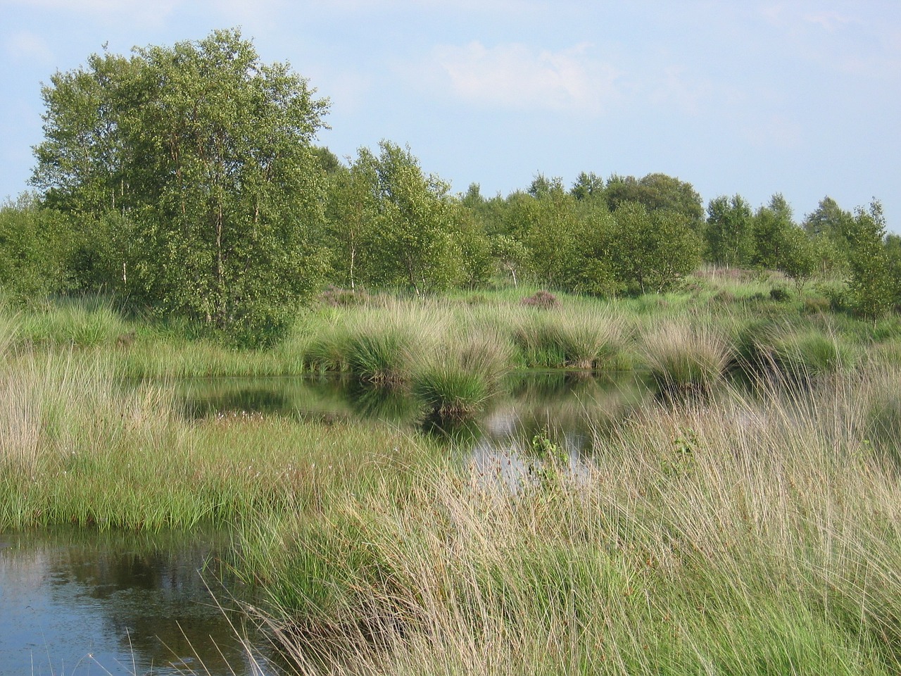 Kiauras, Kraštovaizdis, Moorland, Pelkė, Žolės, Pelkė, Šlapynes, Gamta, Nemokamos Nuotraukos,  Nemokama Licenzija