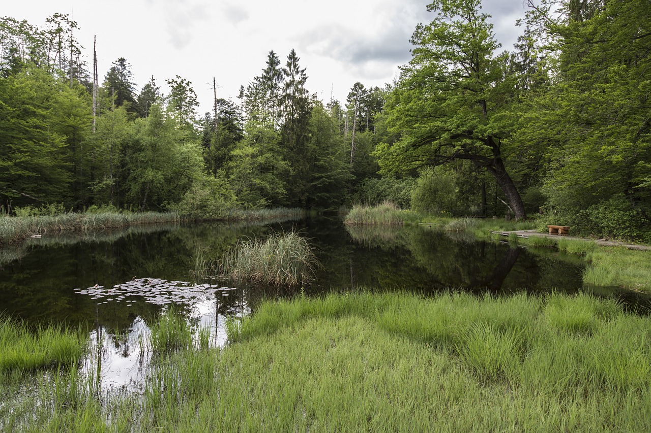 Kiauras, Moorland, Pelkė, Gamtos Apsauga, Pelkė, Gamtos Rezervatas, Šlapynes, Tvenkinys, Mistinis, Nuotaika