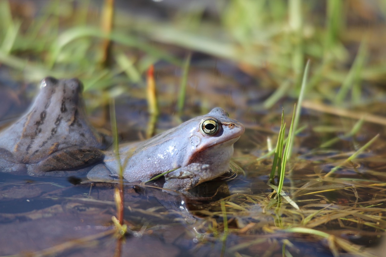 Griuvėsių Varlė, Amfibijas, Varlės, Mėlynas, Nemokamos Nuotraukos,  Nemokama Licenzija