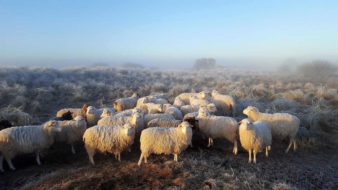 Tvenkinys Vokiečių Keteros Ir Borkum, Avys, Nemokamos Nuotraukos,  Nemokama Licenzija